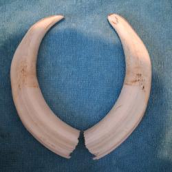 Befence de phacochères 23cm
