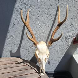 Crâne de cerf Sika ; Cervus nippon #4