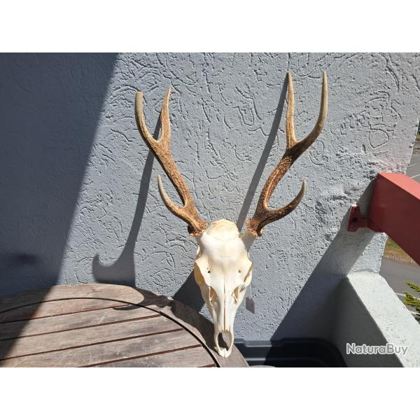 Crne de cerf Sika ; Cervus nippon #4