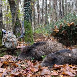 ACTION DE CHASSE EN SOLOGNE