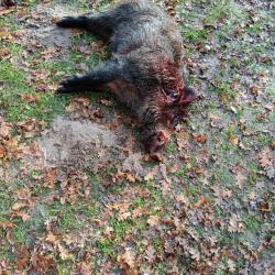 action de chasse au grand gibier et canards en Sologne