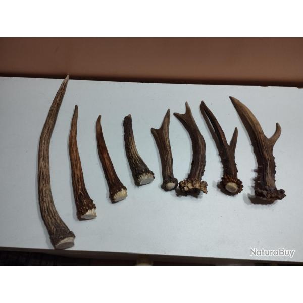 LOT BOIS DE CHEVREUILS BROCARDS CERFS DAGUETS