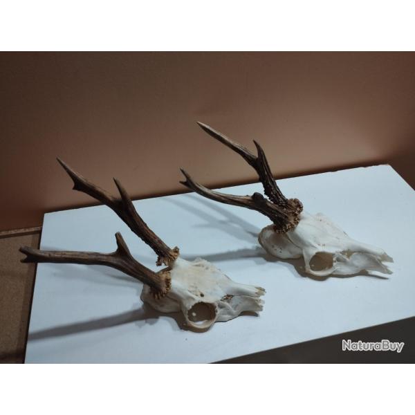 2 TROPHEE CHEVREUIL BROCARD TAXIDERMIE CHASSE