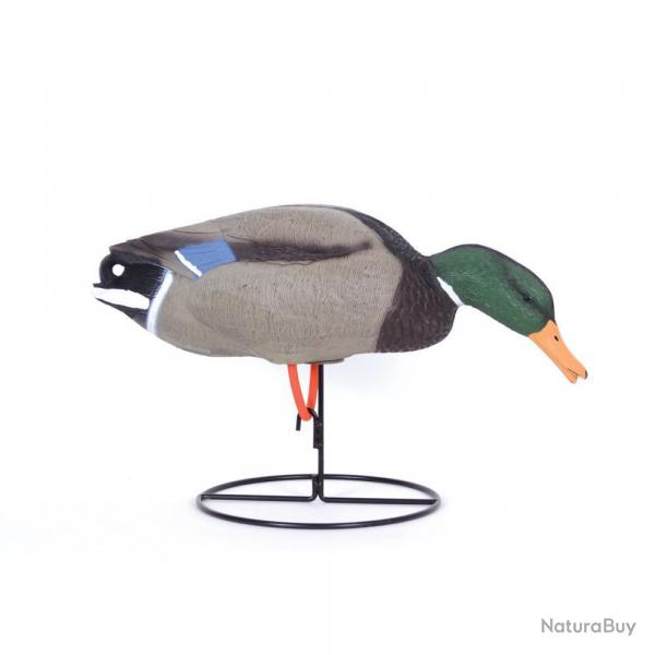 Soldes ! Appelant raliste colvert mle mangeur avec pied