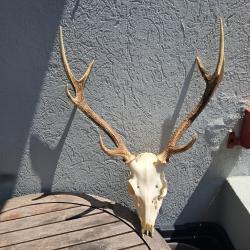 Crâne de cerf sika ; Cervus nippon #13