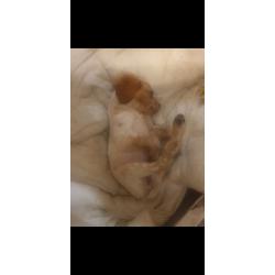 Femelle épagneuls Bretons non lof disponible