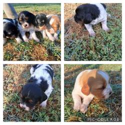 chiots épagneul bretton