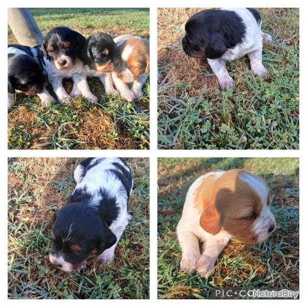 chiots pagneul bretton