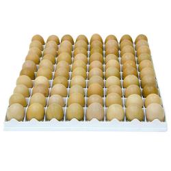 Soldes ! Panier d'incubation oeufs poules TR80