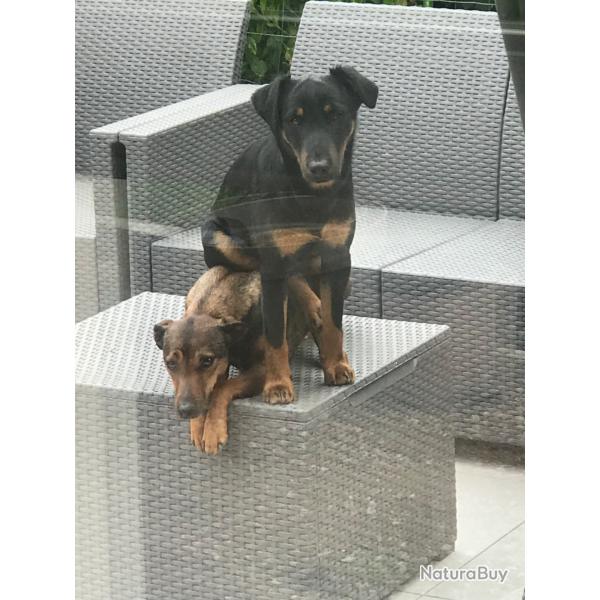 Jagd terrier