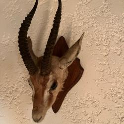 rare trophée tête de gazelle de Thomson naturalisée en cape  parfait état  années 1960