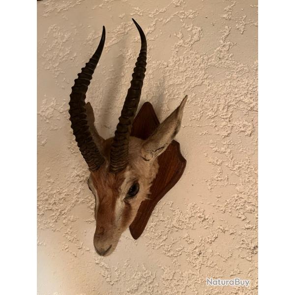 rare trophe tte de gazelle de Thomson naturalise en cape  parfait tat  annes 1960