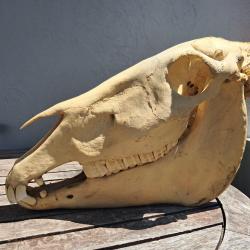 Crâne d'âne ; Equus asinus