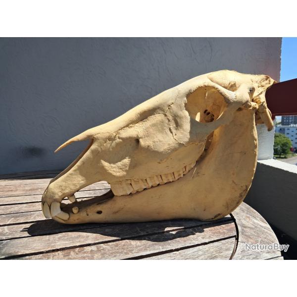 Crne d'ne ; Equus asinus