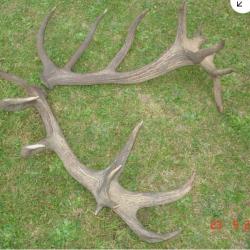 Impressionnante paire de mues de cerf - 22 cors - 7200 grs