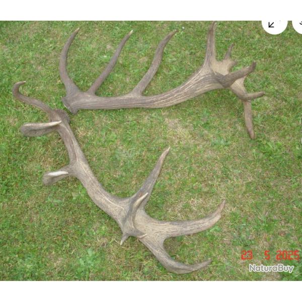 Impressionnante paire de mues de cerf - 22 cors - 7200 grs