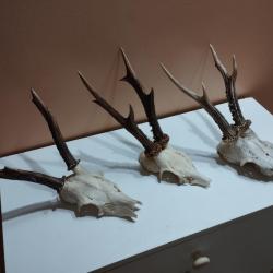 3 TROPHEE CHEVREUIL BROCARD TAXIDERMIE CHASSE