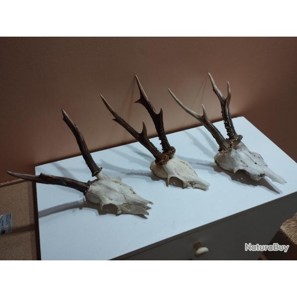 3 TROPHEE CHEVREUIL BROCARD TAXIDERMIE CHASSE
