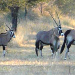 CHASSE AUX ORYX EN NAMIBIE