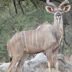 NAMIBIE CHASSE REGION DE OKAHANDJA