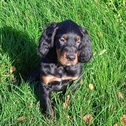 setter gordon