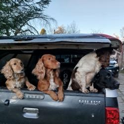 Bécasses en Ecosse avec vos chiens