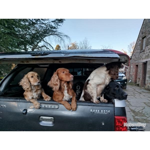 Bcasses en Ecosse avec vos chiens