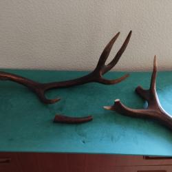 BOIS MUES CERF TEINTS 15/32/75CM COUTELLERIE USAGE DIVERS