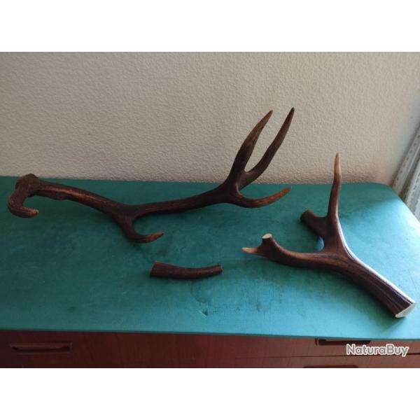 BOIS MUES CERF TEINTS 15/32/75CM COUTELLERIE USAGE DIVERS