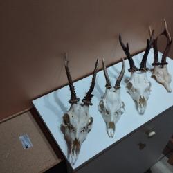 4 TROPHEE CHEVREUIL BROCARD TAXIDERMIE CHASSE