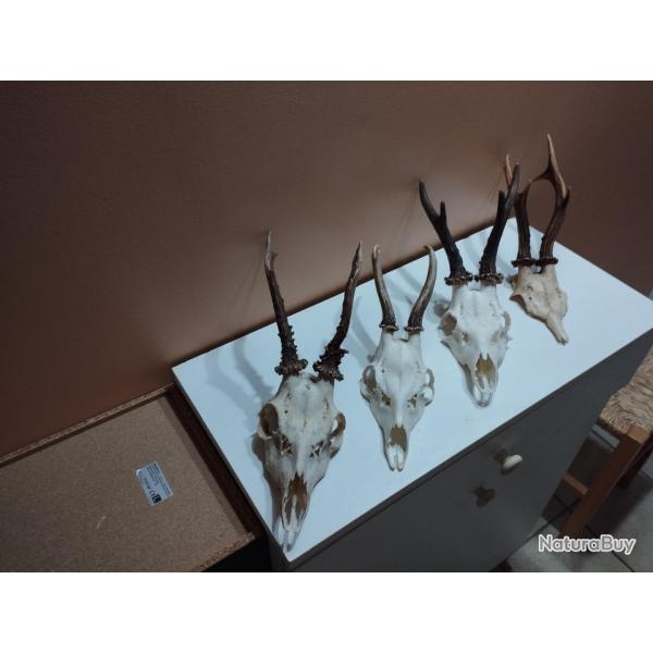 4 TROPHEE CHEVREUIL BROCARD TAXIDERMIE CHASSE