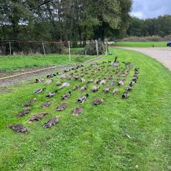 Sologne région SALBRIS chasse petit et grand gibier