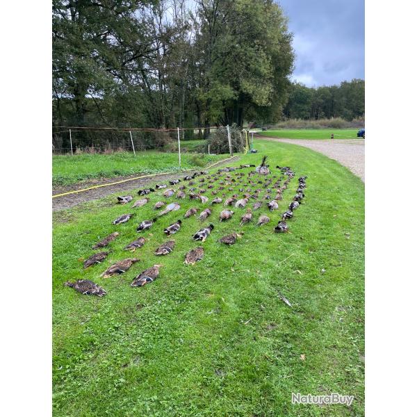 Sologne rgion SALBRIS chasse petit et grand gibier