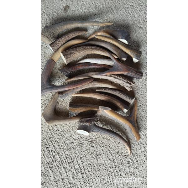 Chutes de bois de cerf pour chien  rogner