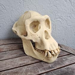 Réplique de crâne de chimpanzé