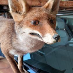 RENARD EMPAILLÉ SUR SON SOCLE