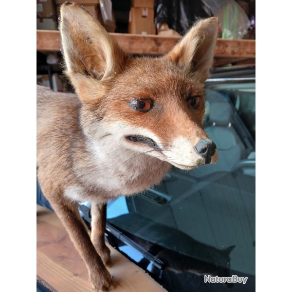 RENARD EMPAILL SUR SON SOCLE