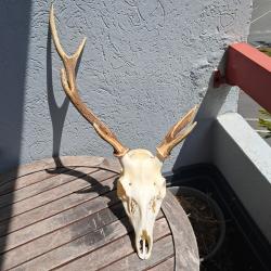 Crâne de cerf Sika ; Cervus nippon #5