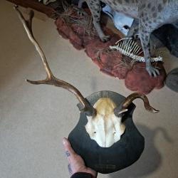 Trophée de cerf élaphe tête bizarde #0306(2)