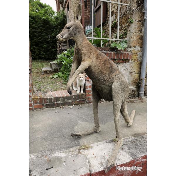 Taxidermie kangourou complet mont (vintage,  reprendre)