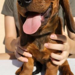 Dachshund hound puppies for sale