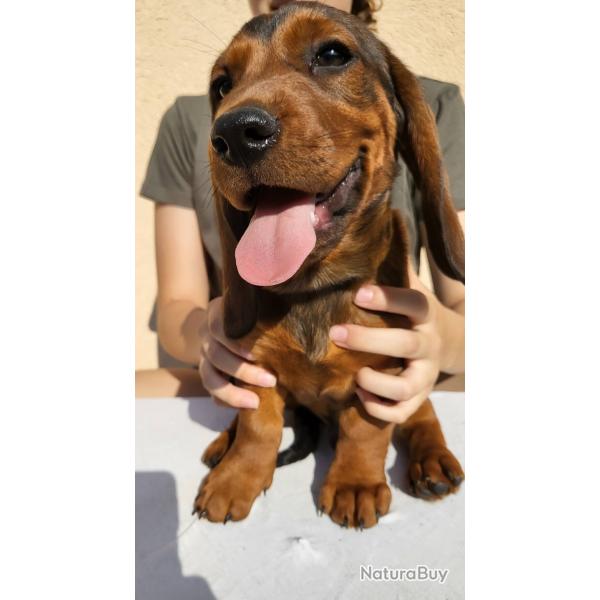 Dachshund hound puppies for sale