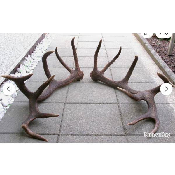 Impressionnante paire de mues de cerf - 18 cors -