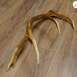 Mues droite et gauche d'un grand cerf - 14 cors -
