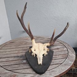Trophée de cerf élaphe tête bizarde #0306(3)
