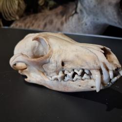 Crâne de renard roux Européen ; Vulpes vulpes #2705(1)