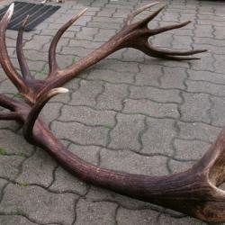Enorme paire de bois de cerf - 18 cors - 8600 grs - longueur des bois 117 cms et 115 cms -