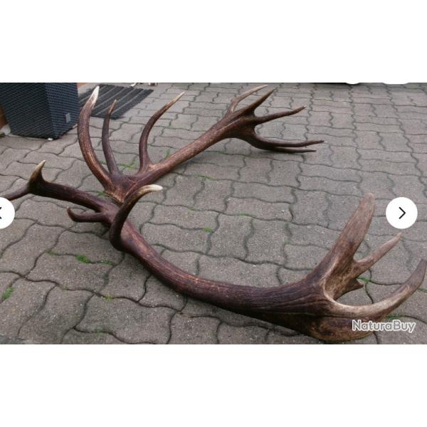 Enorme paire de bois de cerf - 18 cors - 8600 grs - longueur des bois 117 cms et 115 cms -