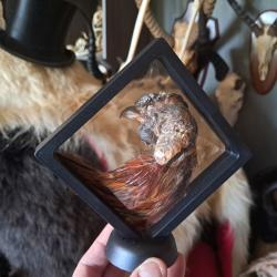 Tête de coq préservée à sec dans cadre flottant #4