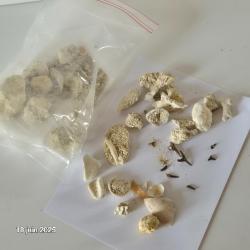 des coquillages de notre planète, du corail, des dents de requin, des fossiles